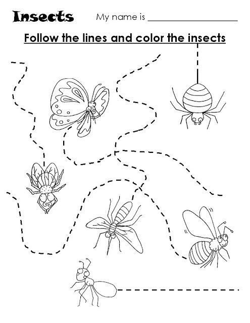 Insects Trace Worksheet Insects Preschool Preschool Worksheets 